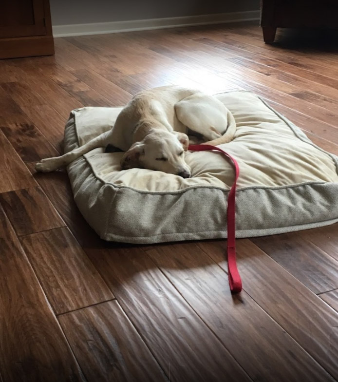 Columbus Wood Floor Living Room Doggy